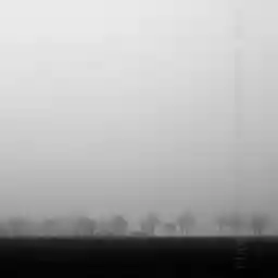 'Baumreihe im Nebel' in a higher resolution