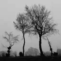 'Bäume im Nebel' in a higher resolution