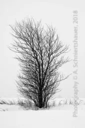 'Baum I in einer Schneelandschaft' in a higher resolution