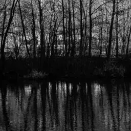 'Spiegelungen einer dichten Baumreihe im Wasser' in a higher resolution